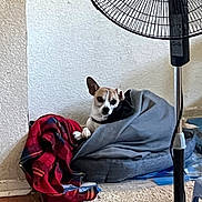 Pogi is registered to the contest to win money with this photo: dog, blanket, pet_bed, fan, indoor, floor, carpet, wall, curious, resting, cozy, red_cloth, black_cloth, small_dog, ear_up, looking, corner, household_item, relaxing, domestic