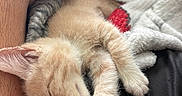 Ember joined the competition — help win amazing prizes! kitten, sleeping, hand, blanket, furry, paw, orange_cat, cute, nap, cozy, feline, resting, domestic_cat, fur, pet, indoor, comfort, soft, relaxation, human