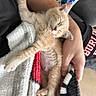 Ember joined the competition — help win amazing prizes! kitten, sleeping, cat, blanket, hand, arm, water_bottle, fur, paw, cozy, resting, indoor, person, nap, cute, pet, relaxation, soft, orange_cat, comfort