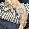 Ember joined the competition — help win amazing prizes! kitten, cat, sleeping, striped_cloth, stitches, shaved_patch, fur, relaxing, pet, animal, nap, cute, resting, domestic_cat, orange_cat, indoor, cozy, soft, young, tiny