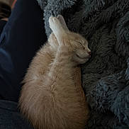 Ember joined the competition — help win amazing prizes! kitten, cat, sleeping, fur, cozy, blanket, soft, orange, pet, animal, cute, nap, rest, feline, indoor, comfort, warm, young, fluffy, relaxing