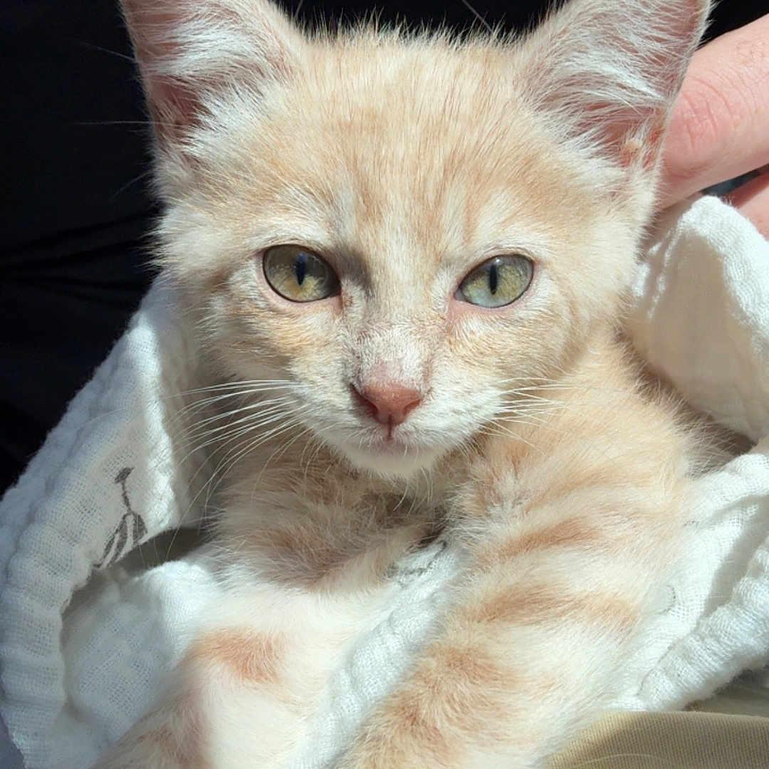 Ember