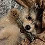 adorable, animal, blanket, closeup, cozy, cute, dog, fluffy, fur, home, indoor, paw, pet, playful, puppy, relaxed, resting, snuggle, soft, stick