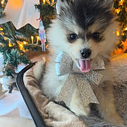 Aïko participe au concours pour gagner de l'argent avec cette photo : puppy, dog, bow, silver_bow, fur, fluffy, cute, pet_bed, blanket, christmas_tree, christmas_lights, holiday, festive, indoors, tongue_out, decorations, soft, warm_lighting, happy, animal