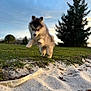 Aïko participe au concours pour gagner de l'argent avec cette photo : animal, cute, daylight, dog, fur, grass, jumping, landscape, mammal, nature, outdoor, park, pet, playful, puppy, sand, sky, sunset, tree, young