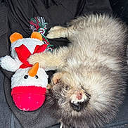 Aïko a rejoint le concours — aidez-le/la à gagner de superbes lots ! animal, black, blanket, comfort, cozy, cute, dog, fluffy, fur, indoors, orange, pet, plush, puppy, resting, sleeping, snowman, soft, toy, white