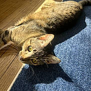 Leo joined the competition — help win amazing prizes! cat, tabby_cat, indoor, sunlight, blue_rug, wooden_floor, yellow_eyes, whiskers, pet, feline, relaxing, curious, lying_down, shadow, star_pattern, close_up, animal, cozy, domestic, fur