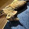 cat, tabby_cat, indoor, sunlight, blue_rug, wooden_floor, yellow_eyes, whiskers, pet, feline, relaxing, curious, lying_down, shadow, star_pattern, close_up, animal, cozy, domestic, fur
