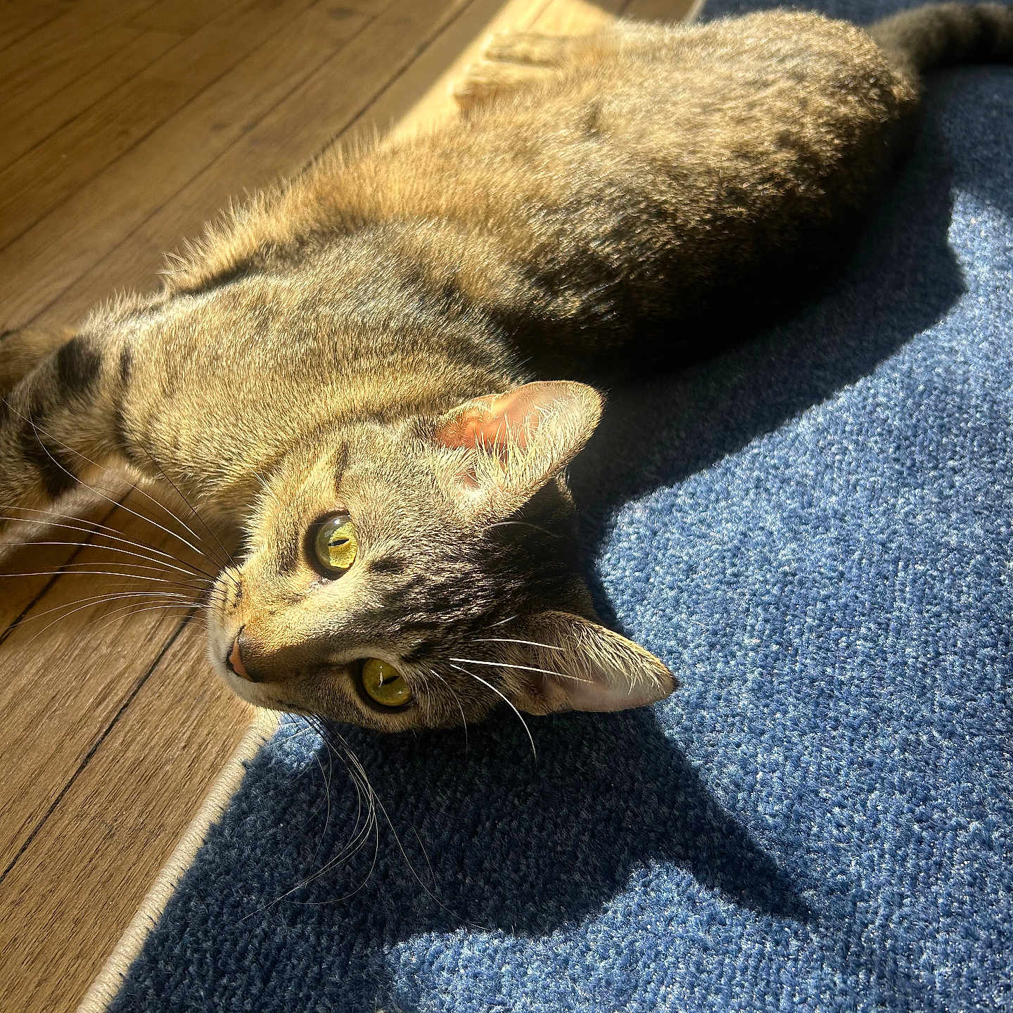 Leo joined the competition — help win amazing prizes! cat, tabby_cat, indoor, sunlight, blue_rug, wooden_floor, yellow_eyes, whiskers, pet, feline, relaxing, curious, lying_down, shadow, star_pattern, close_up, animal, cozy, domestic, fur