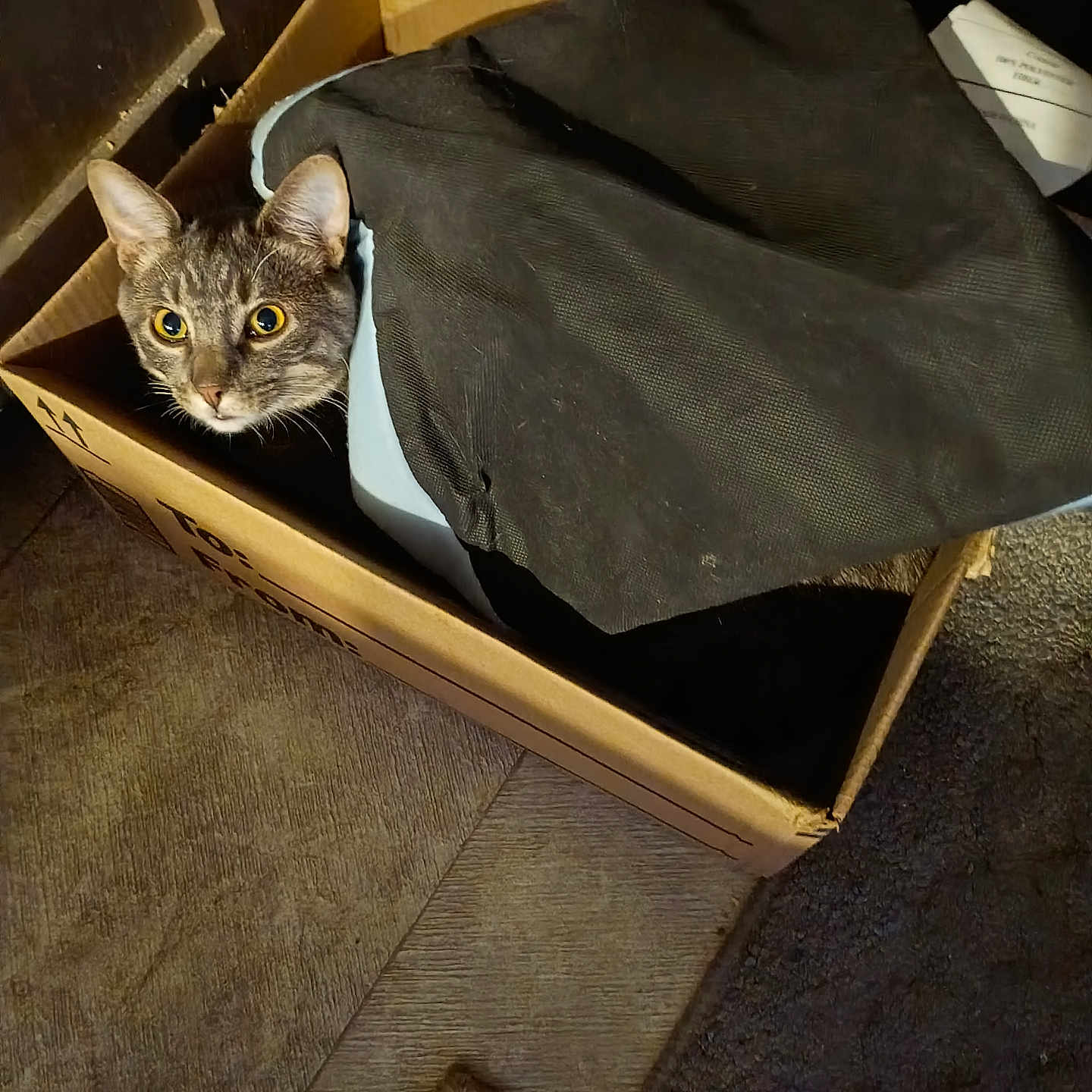 Mune is registered to the contest to win money with this photo: animal, black_cloth, box, cardboard_box, carpet, cat, cozy, curious, cute, domestic_cat, ears, feline, floor, fur, indoor, peek, pet, resting, whiskers, wooden_floor