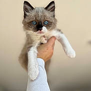 Alaska participe au concours pour gagner de l'argent avec cette photo : adorable, blue_eyes, bokeh, cat, close_up, domestic_animal, ears, fluffy, fur, holding, human_hand, indoor, kitten, neutral_background, paws, pet, portrait, shallow_depth_of_field, whiskers, white_sleeve