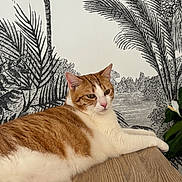 Simba a rejoint le concours — aidez-le/la à gagner de superbes lots ! cat, orange_cat, white_cat, indoor, wooden_surface, plant, tropical_wallpaper, relaxed, pet, feline, animal, fur, whiskers, ears, eyes, table, home_decor, calm, resting, mammal