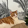 cat, orange_cat, white_cat, indoor, wooden_surface, plant, tropical_wallpaper, relaxed, pet, feline, animal, fur, whiskers, ears, eyes, table, home_decor, calm, resting, mammal