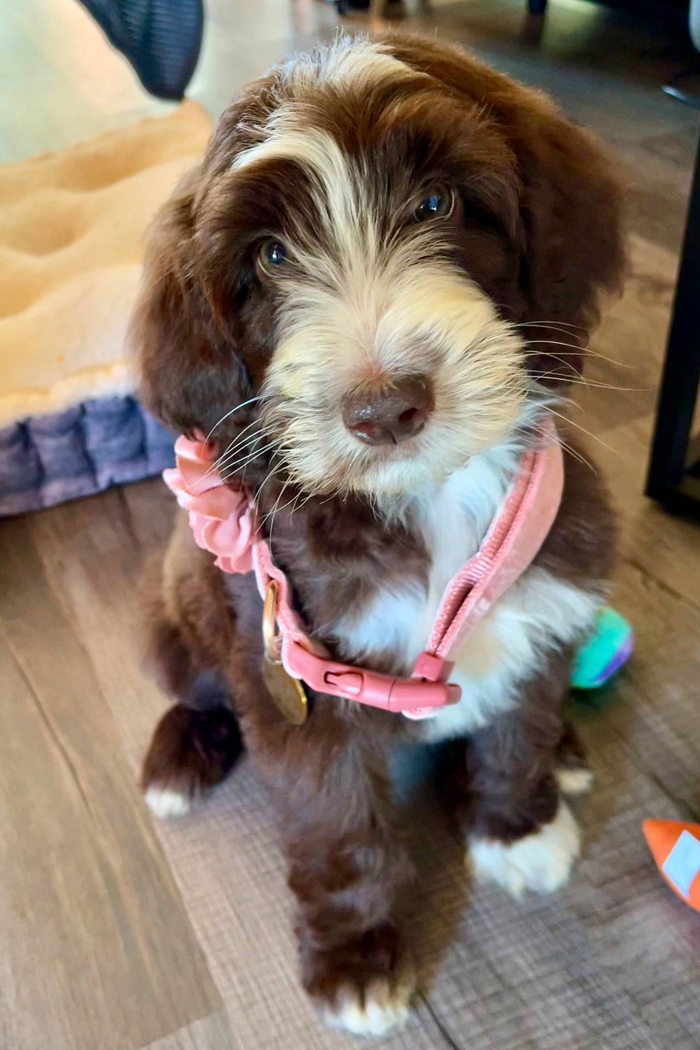 Eloise is registered to the contest to win money with this photo: canidae, carnivore, collar, companion_dog, dog, dog_breed, dog_collar, dog_supply, fashion_accessory, fawn, flooring, fur, leash, liver, pet_supply, snout, terrier, toy_dog, wood, working_animal