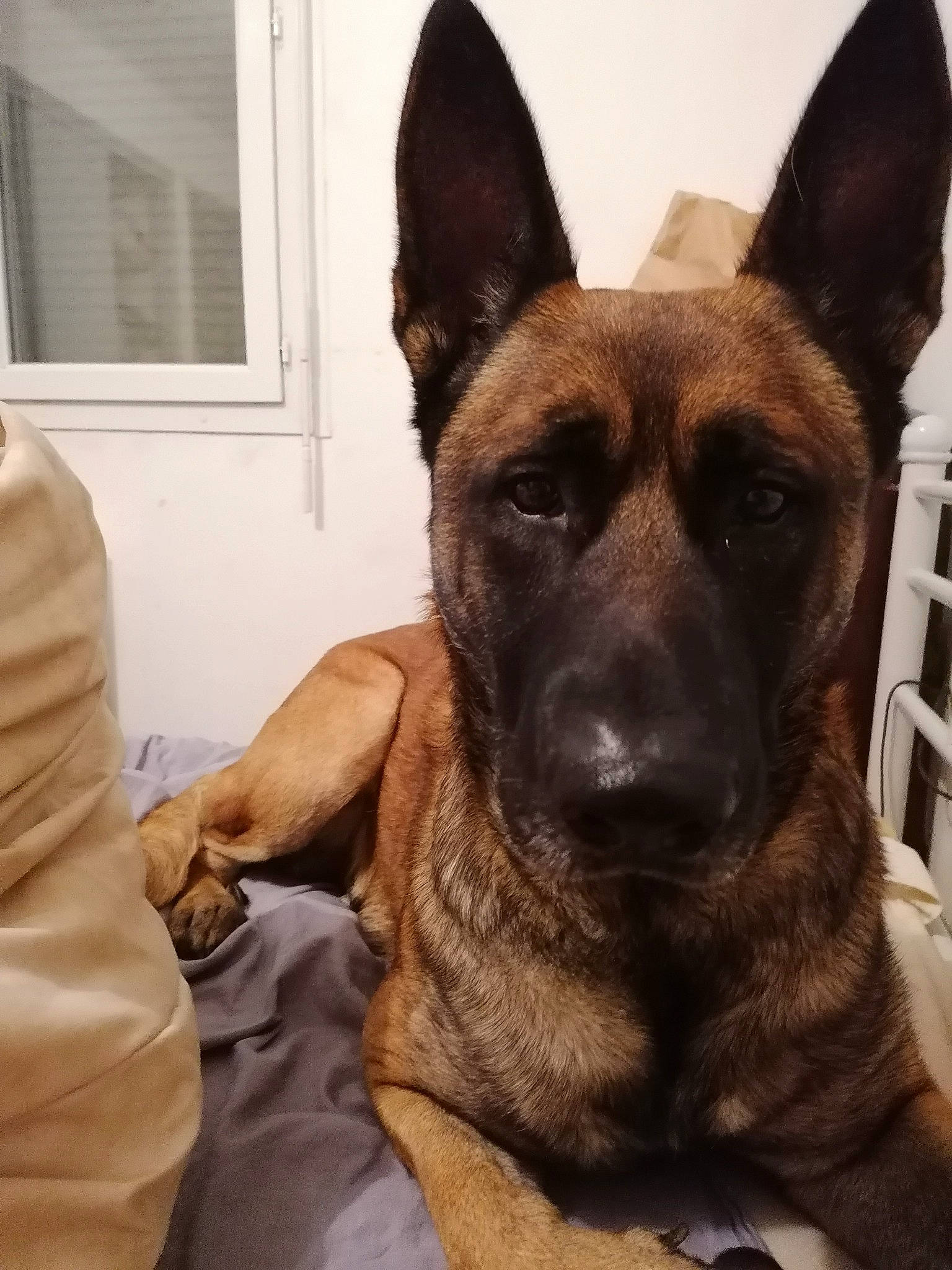 Narko a rejoint le concours — aidez-le/la à gagner de superbes lots ! belgian_shepherd_malinois, brown, canidae, carnivore, dog, dog_breed, east_european_shepherd, fawn, german_shepherd_dog, guard_dog, herding_dog, king_shepherd, liver, old_german_shepherd_dog, police_dog, snout, vertebrate, whiskers, working_animal, working_dog