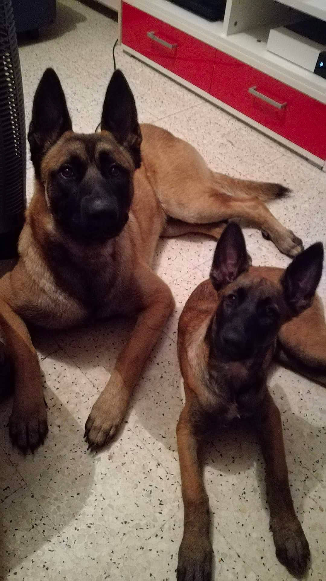 Narko a rejoint le concours — aidez-le/la à gagner de superbes lots ! belgian_shepherd_malinois, canidae, carnivore, dog, dog_breed, fawn, mammal, skin, snout, vertebrate, working_animal, working_dog