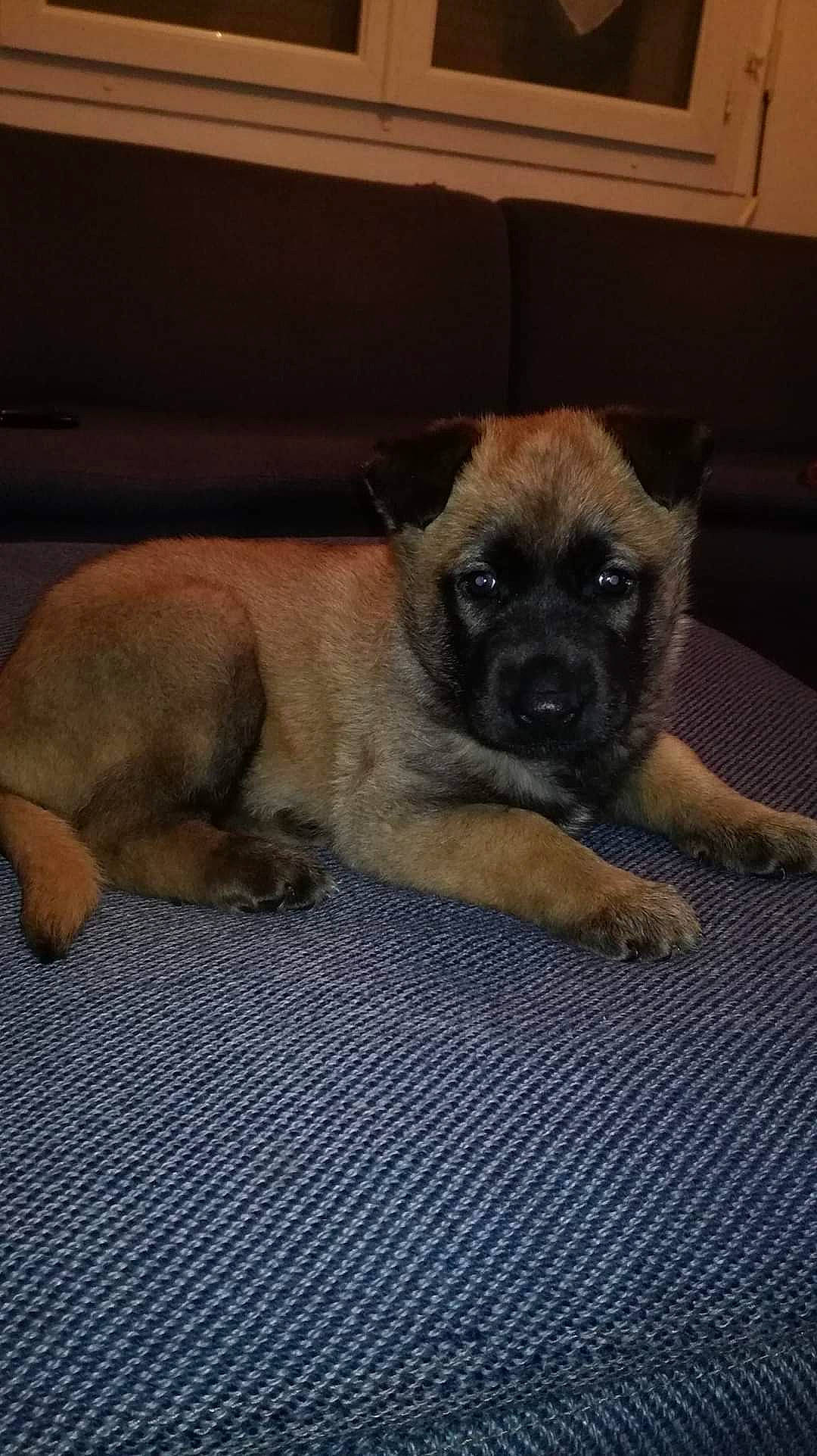 Narko a rejoint le concours — aidez-le/la à gagner de superbes lots ! canidae, carnivore, companion_dog, dog, dog_breed, fawn, puppy, skin, snout, toy_dog, working_animal