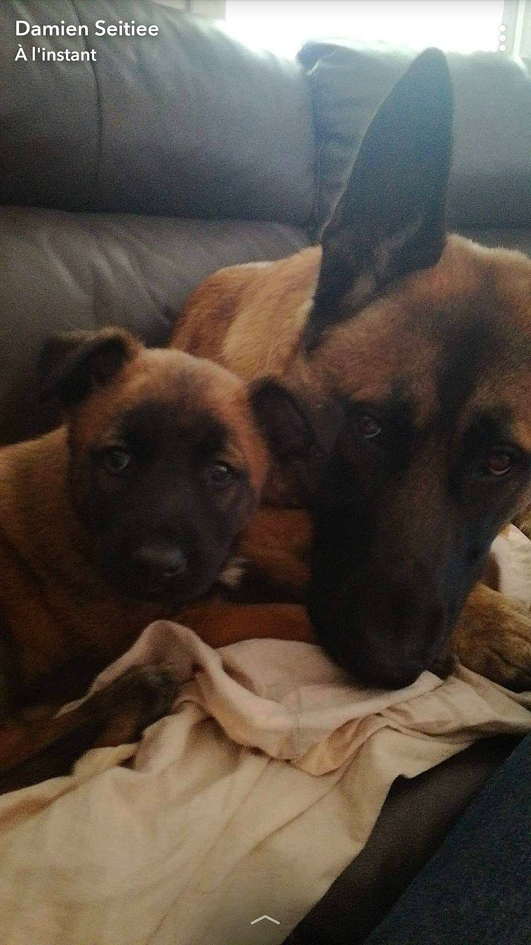 Narko participe au concours pour gagner de l'argent avec cette photo : brown, canidae, carnivore, companion_dog, couch, dog, dog_breed, dog_supply, fawn, german_shepherd_dog, guard_dog, herding_dog, liver, living_room, police_dog, snout, sporting_group, studio_couch, working_animal, working_dog