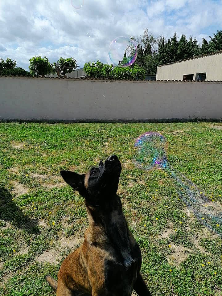 Ora a rejoint le concours — aidez-le/la à gagner de superbes lots ! backyard, canidae, carnivore, companion_dog, dog, dog_breed, garden, grass, groundcover, guard_dog, hunting_dog, land_lot, lawn, shadow, snout, sporting_group, tail, working_animal, working_dog, yard