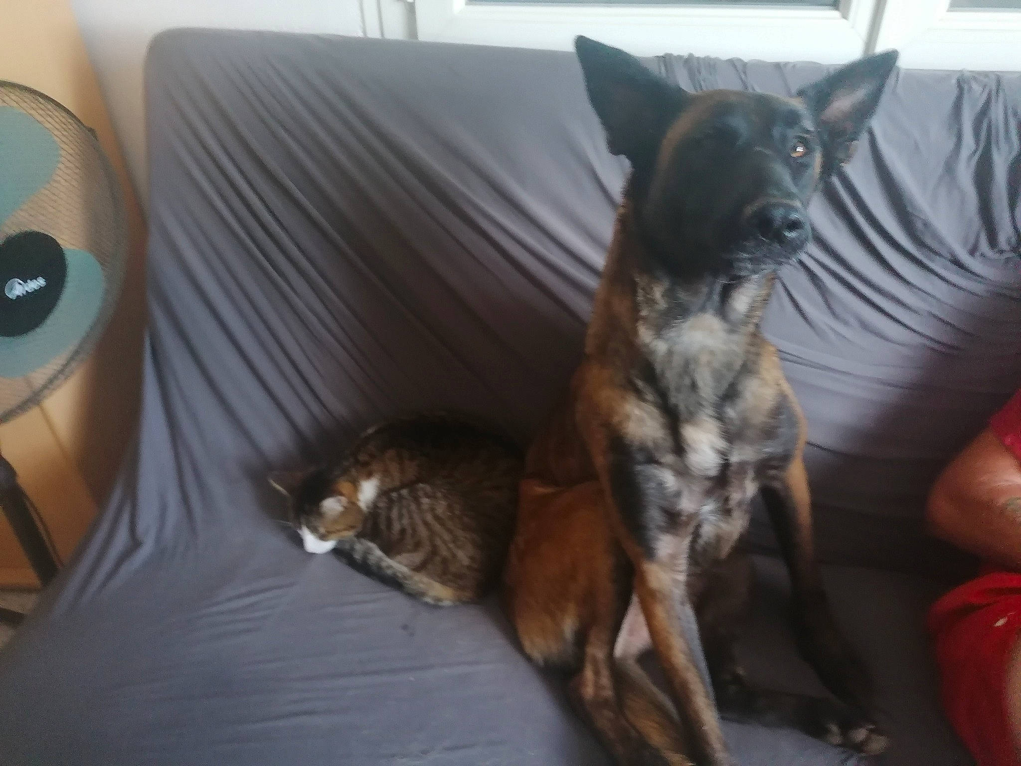 Ora participe au concours pour gagner de l'argent avec cette photo : canidae, carnivore, comfort, couch, dog, dog_breed, dog_supply, fur, liver, nail, paw, pet_supply, snout, whiskers, working_animal, working_dog