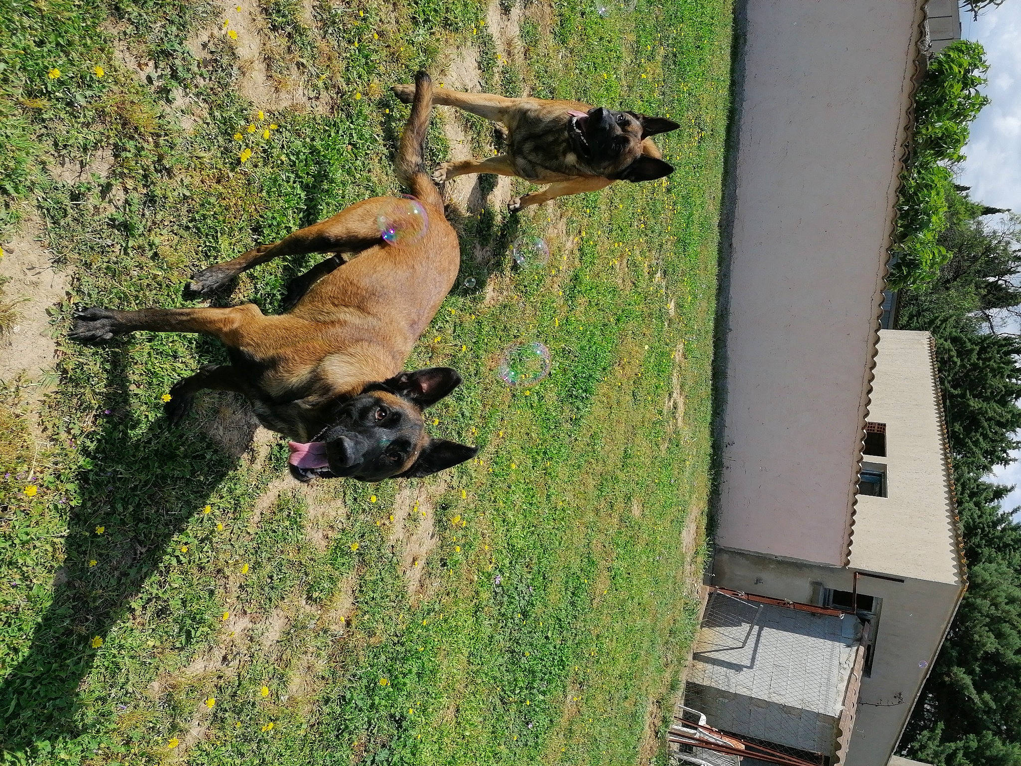 Ora a rejoint le concours — aidez-le/la à gagner de superbes lots ! canidae, carnivore, companion_dog, dog, dog_breed, fawn, german_shepherd_dog, guard_dog, herding_dog, lawn, mammal, old_german_shepherd_dog, paw, snout, sporting_group, working_animal, working_dog