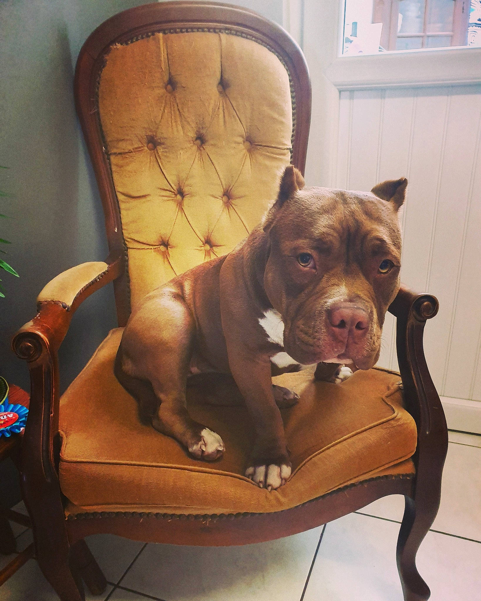 Bucarest participe au concours pour gagner de l'argent avec cette photo : american_bulldog, american_pit_bull_terrier, american_staffordshire_terrier, bandog, canidae, carnivore, companion_dog, dog, dog_breed, ear, fawn, furniture, mammal, molosser, non_sporting_group, pit_bull, snout