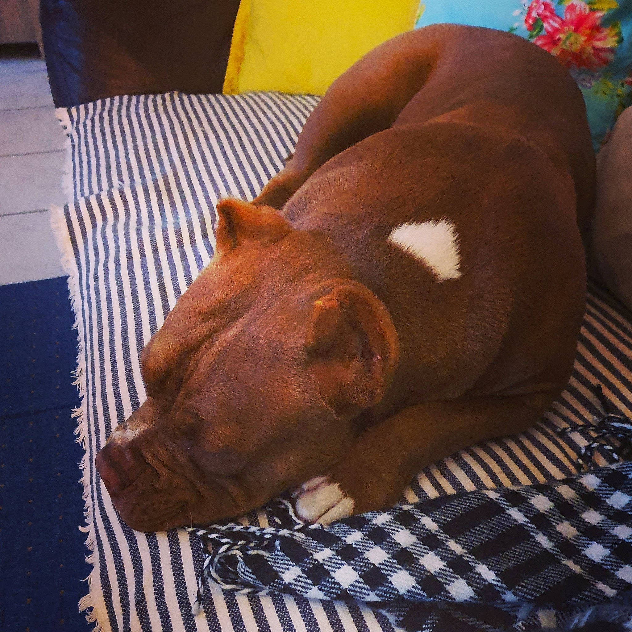 Bucarest participe au concours pour gagner de l'argent avec cette photo : american_pit_bull_terrier, canidae, carnivore, companion_dog, dog, dog_breed, ear, fawn, furniture, nap, non_sporting_group, nose, sleep, snout, sporting_group, vizsla, wrinkle