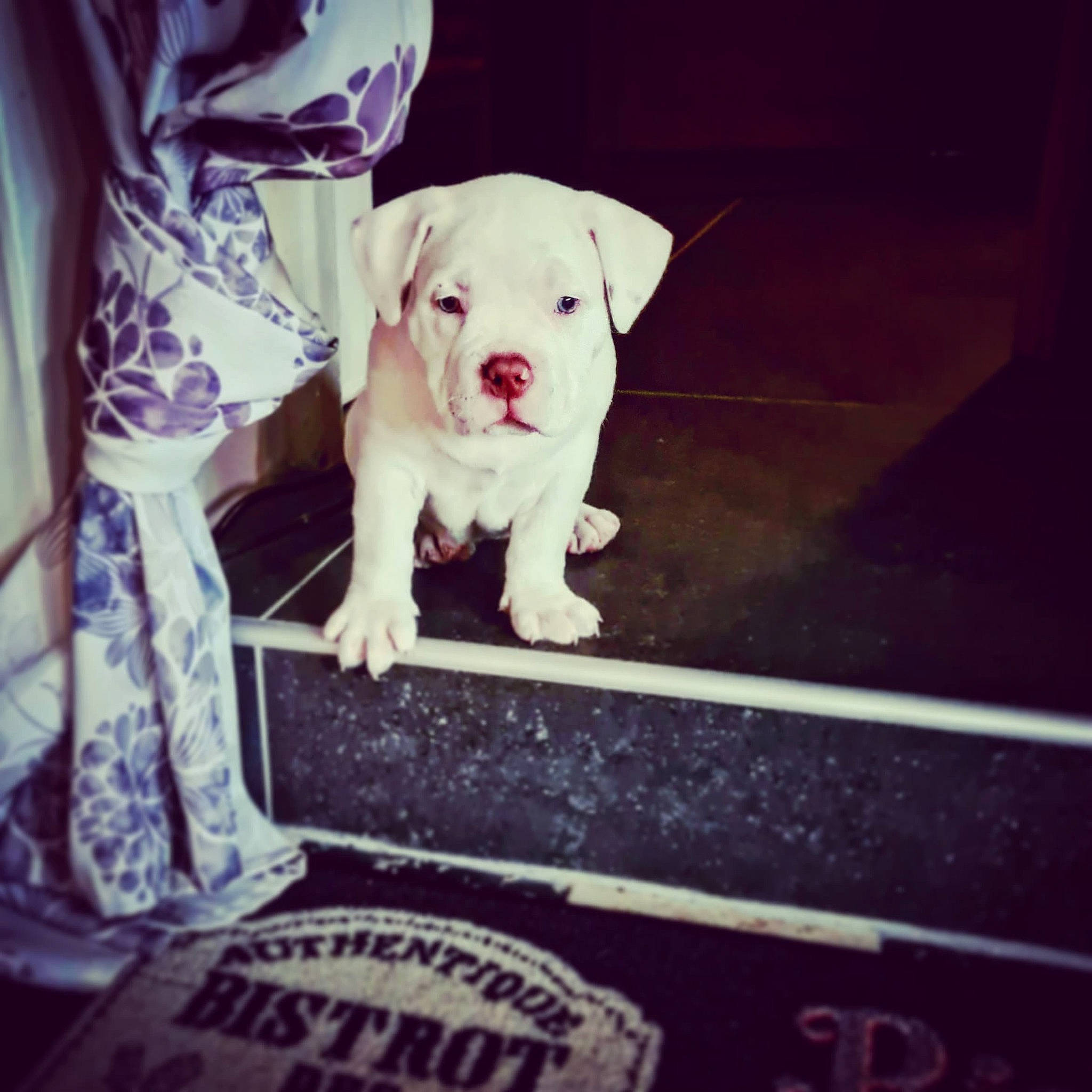 Lagertha a rejoint le concours — aidez-le/la à gagner de superbes lots ! carnivore, cloud, companion_dog, dog, dog_breed, dog_collar, fawn, flooring, font, happy, metal, monochrome_photography, photo_caption, sky, snout, square, tints_and_shades, toy_dog, vehicle_door, working_animal