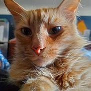 Vocal is registered to the contest to win money with this photo: animal, background, cat, close_up, cozy, domestic, ears, feline, fluffy, footwear, home, indoor, nose, orange_cat, person, pet, portrait, relaxed, slippers, whiskers