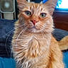 cat, orange_cat, tabby, pet, feline, whiskers, green_eyes, fur, indoor, bed, blanket, fan, closeup, portrait, animal, cute, domestic_animal, fur_texture, whiskers_long, relaxed