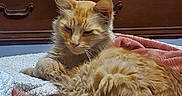 Vocal is registered to the contest to win money with this photo: animal, blanket, cat, closeup, cozy, cute, domestic_cat, ears, fluffy, fur, furniture, ginger_cat, indoor, mammal, pet, relaxed, resting, sleepy, whiskers, wooden_dresser