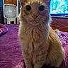 Vocal is registered to the contest to win money with this photo: animal, bed, blanket, cat, closeup, curious, door, fan, football, fur, furniture, indoor, orange_tabby, pet, purple, sitting, sports, television, whiskers, wooden