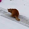 Vocal joined the competition — help win amazing prizes! animal, cat, cautious, cold, daylight, feline, fur, ground, looking_back, nature, orange_cat, outdoor, path, pet, quiet, season, snow, tail, wildlife, winter
