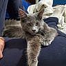 Shadow joined the competition — help win amazing prizes! animal, blanket, blue_clothing, casual, cat, comfort, companion, cozy, domestic, fur, gray_cat, hand, indoors, lap, person, pet, relaxing, resting, soft_texture, stretching