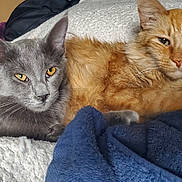 Shadow joined the competition — help win amazing prizes! animal, bed, blanket, cat, companions, cozy, cute, domestic_animal, ears, eyes, feline, fur, gray_cat, indoor, orange_cat, pets, relaxed, resting, sleepy, whiskers