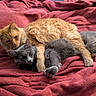 Shadow joined the competition — help win amazing prizes! animal, bed, blanket, cat, companion, cozy, cute, domestic_animal, friendship, fur, grey_cat, indoor, orange_cat, pets, relaxed, resting, sleeping, snuggling, soft, warm