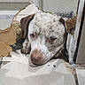 animal, brown, closeup, curious, damaged_wall, dog, floor, head, hole, home, indoor, paw, peeking, pet, resting, sad, spotted, tile, wall, white