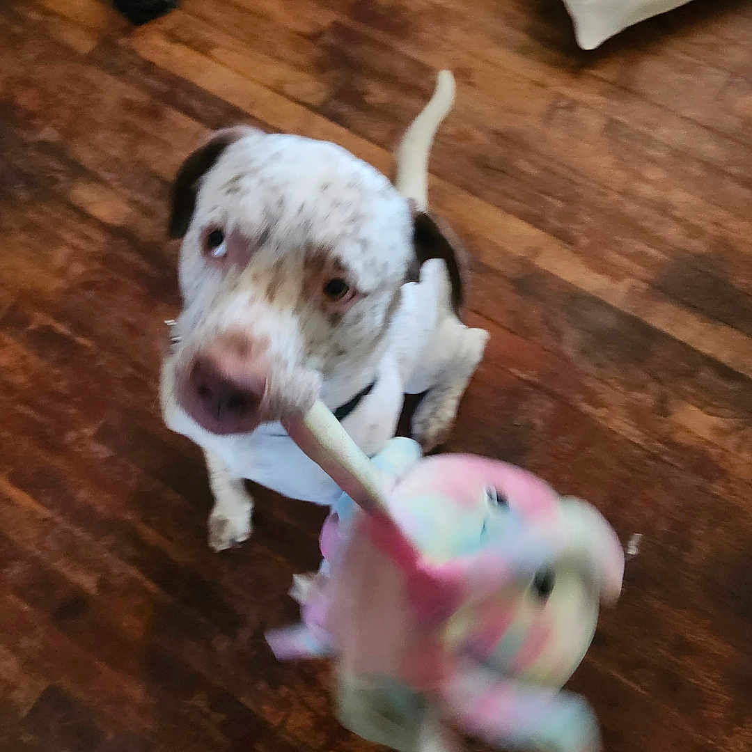 Olly is registered to the contest to win money with this photo: dog, toy, stuffed_animal, wooden_floor, indoor, playful, pet, brown_floor, white_dog, black_ears, looking_up, feet, shoes, pillow, blurry_toy, canine, animal, domestic, flooring, home