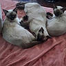 animal, blanket, cat, cozy, cute, domestic_animal, ears, feline, fur, indoor, mammal, pet, pink_blanket, relaxation, resting, siamese_cat, sleeping, tail, three_animals, whiskers