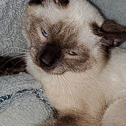 Sammy is registered to the contest to win money with this photo: cat, siamese_cat, blue_eyes, sleepy, close_up, feline, pet, whiskers, fur, resting, blanket, cozy, indoor, animal, cute, soft_texture, relaxed, mammal, portrait, domestic_animal