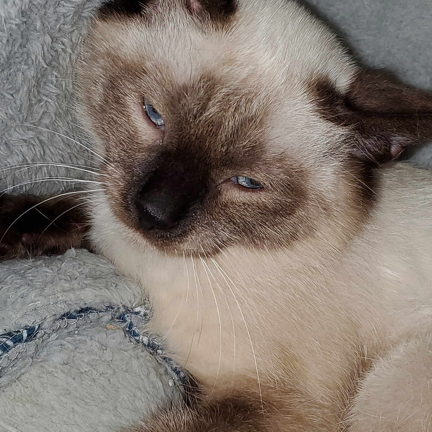 Sammy