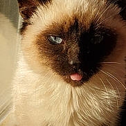 Gizmo joined the competition — help win amazing prizes! cat, siamese_cat, close_up, tongue_out, blue_eyes, fur, whiskers, pet, animal, indoors, sunlight, shadow, cute, playful, face, portrait, mammal, feline, relaxed, window