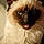 Gizmo