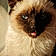 Gizmo