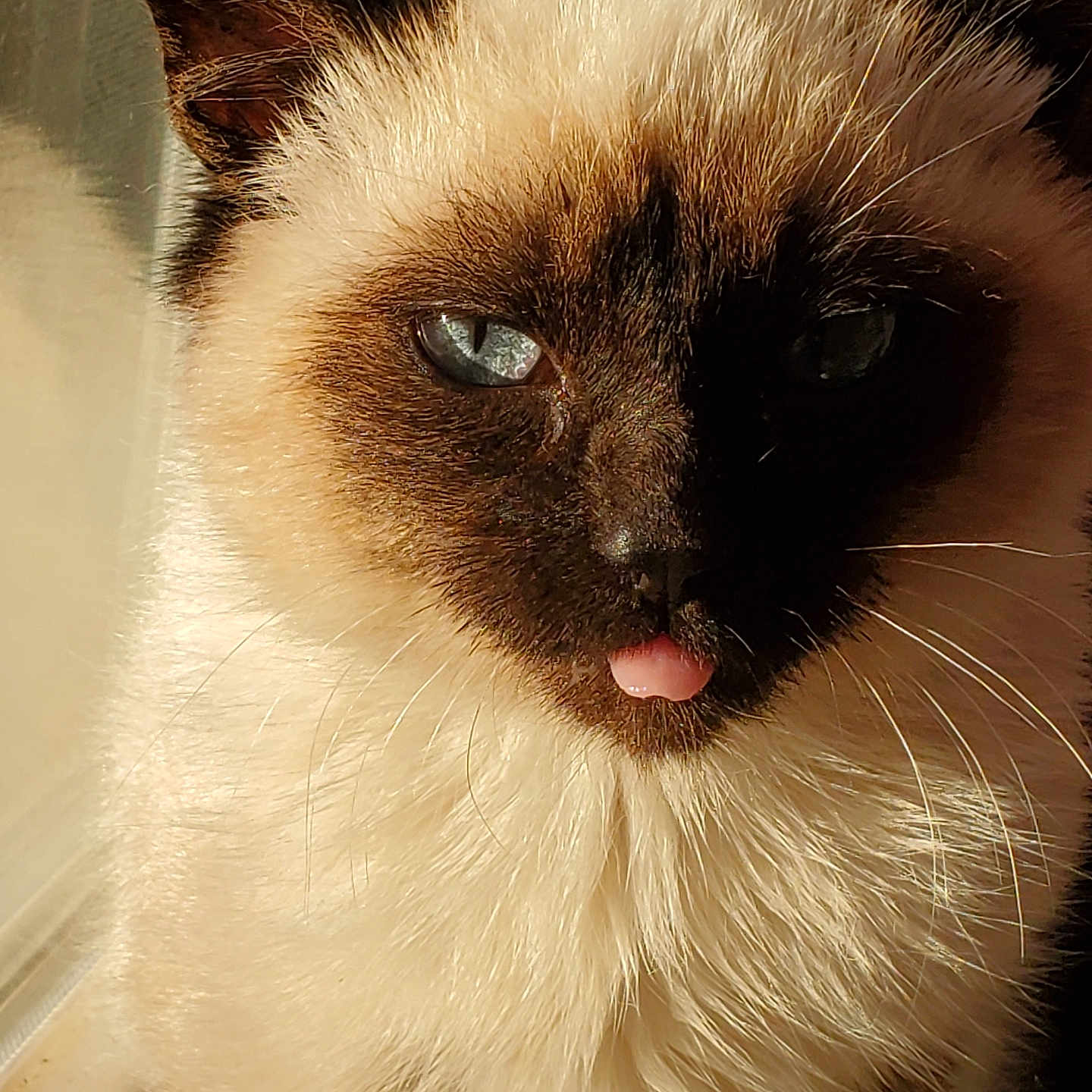 Gizmo