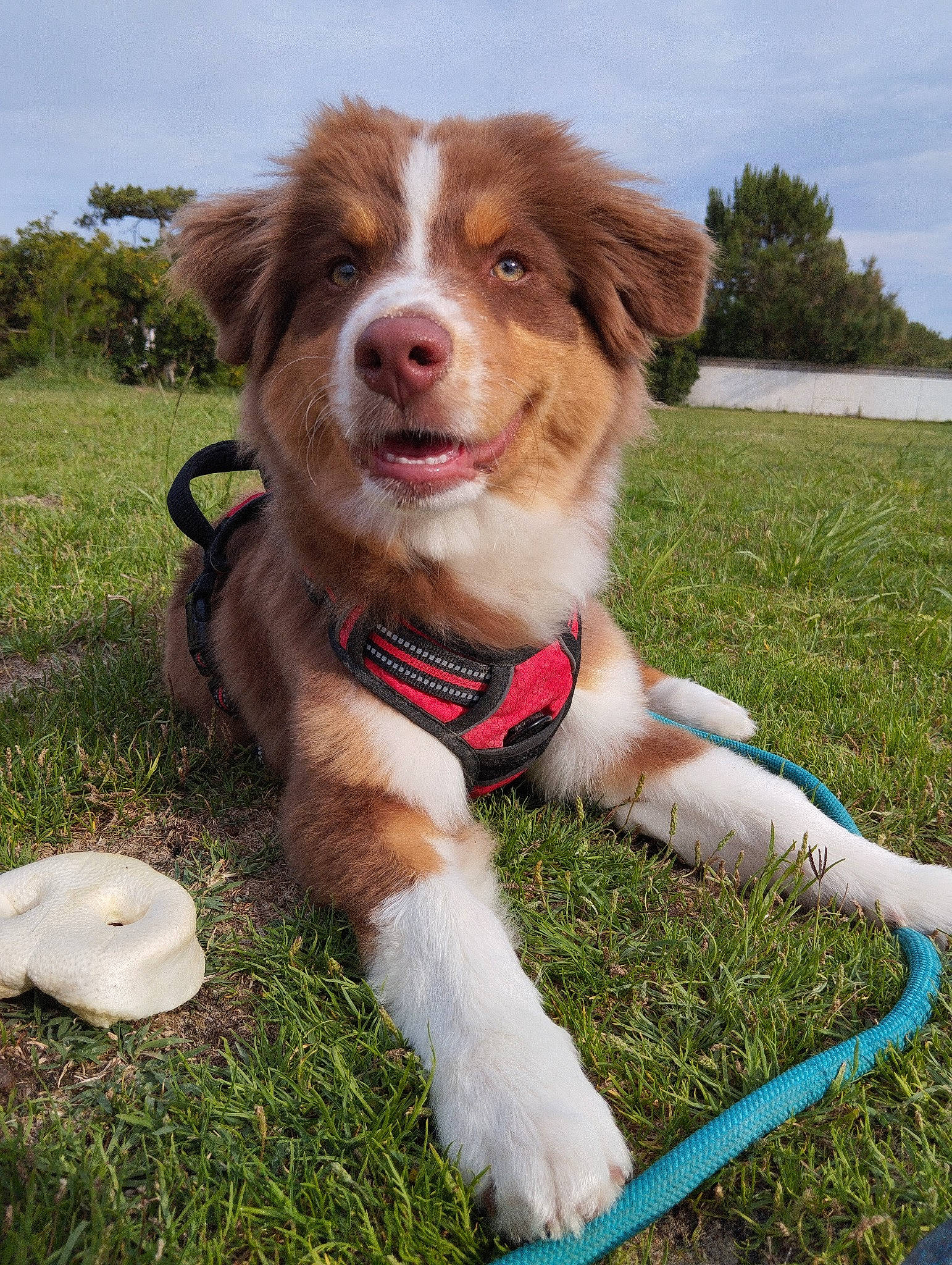 Odin participe au concours pour gagner de l'argent avec cette photo : brittany, canidae, carnivore, cloud, collar, companion_dog, dog, dog_breed, dog_collar, fawn, fur, grass, gun_dog, liver, plant, sky, snout, sporting_group, tree, whiskers