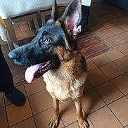 Vulcano a rejoint le concours — aidez-le/la à gagner de superbes lots ! animal, black, brown, canine, dog, ears_up, floor, footwear, fur, german_shepherd, happy, home, indoor, paw, person, pet, standing, table, tile_floor, tongue_out