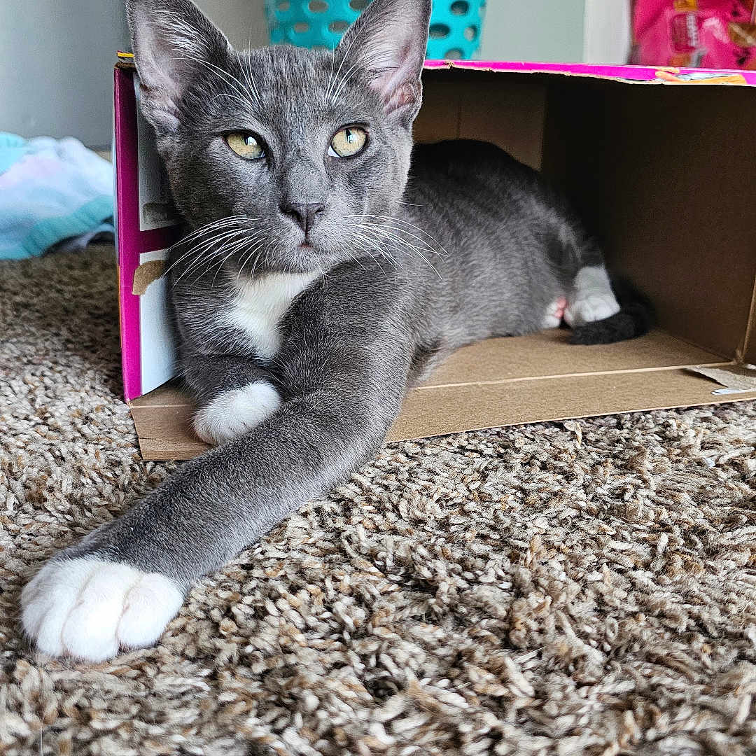 Kozmo joined the competition — help win amazing prizes! abyssinian, accessories, animal, architecture, bag, box, building, cat, couch, furniture, handbag, homedecor, indoors, interiordesign, kitten, livingroom, manx, pet, room, wood