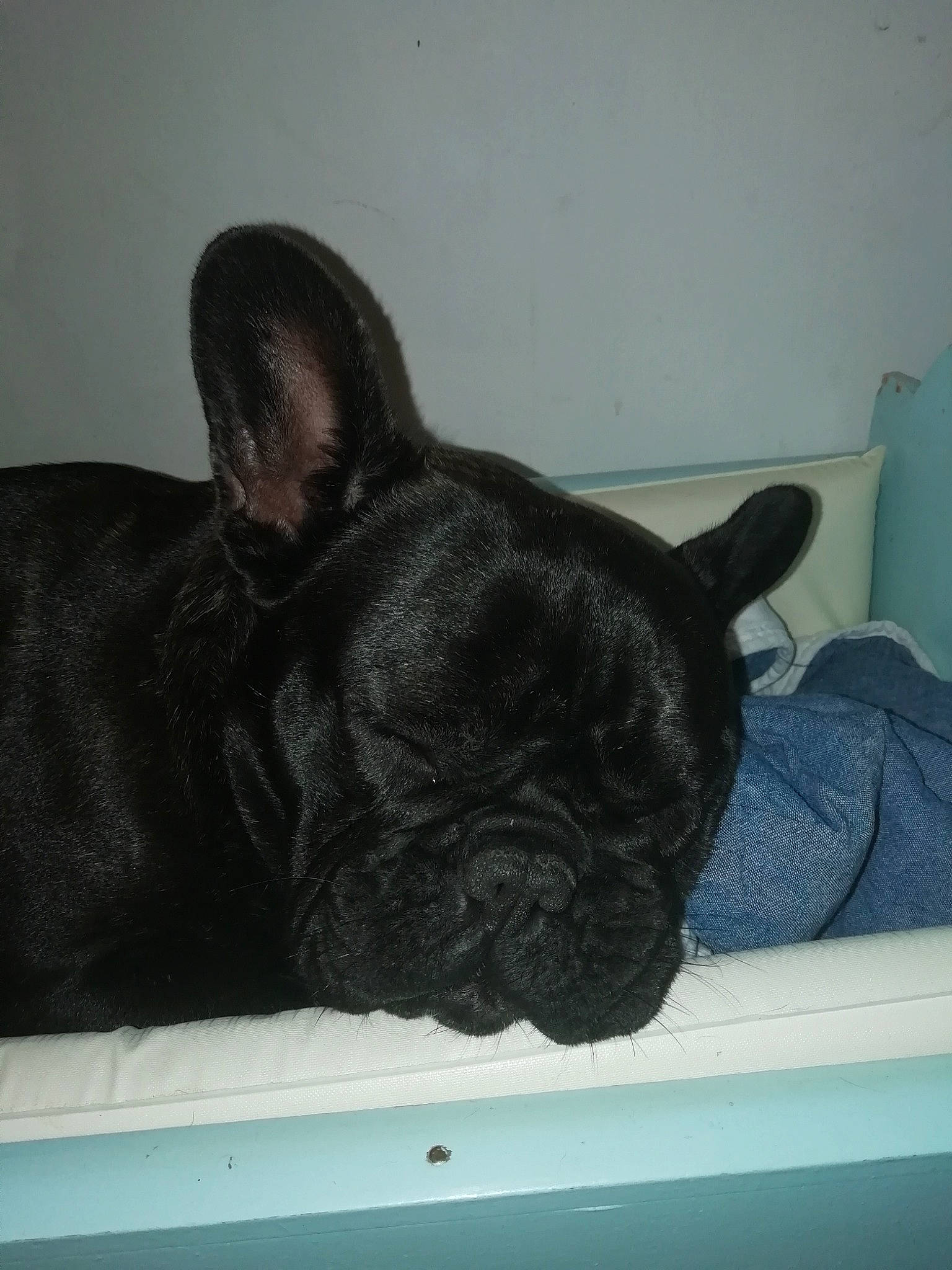 Opaline participe au concours pour gagner de l'argent avec cette photo : bulldog, canidae, carnivore, companion_dog, dog, dog_breed, ear, fawn, french_bulldog, mammal, non_sporting_group, puppy, snout, toy_bulldog, vertebrate