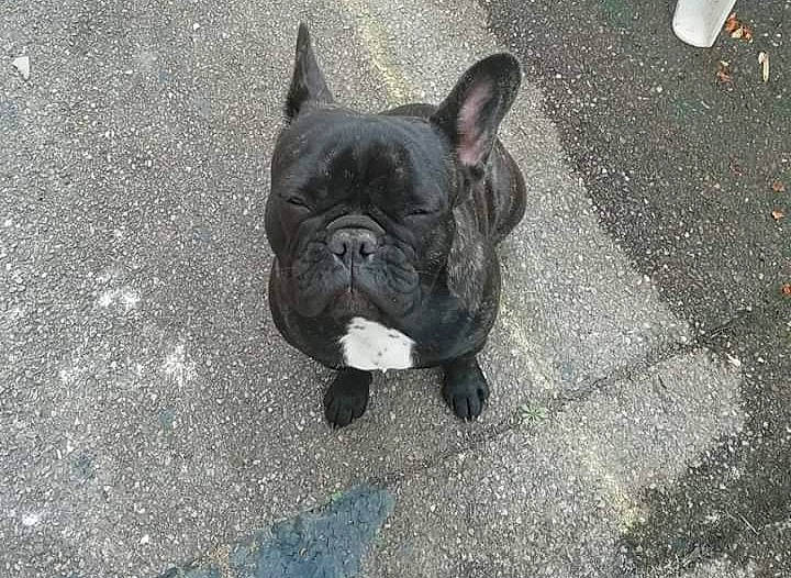 Opaline a rejoint le concours — aidez-le/la à gagner de superbes lots ! american_bulldog, bulldog, canidae, carnivore, companion_dog, dog, dog_breed, fawn, french_bulldog, mammal, molosser, non_sporting_group, old_english_bulldog, olde_english_bulldogge, rare_breed_dog, snout, sporting_group, toy_bulldog, vertebrate